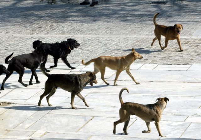 Λάρισα : Στο Νοσοκομείο γυναίκα από επίθεση αδέσποτου σκύλου