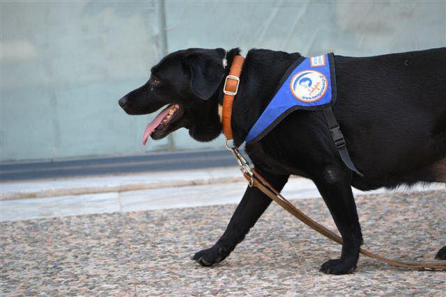 Πέθανε η Λάρα: Ο πρώτος σκύλος οδηγός τυφλών στην Ελλάδα