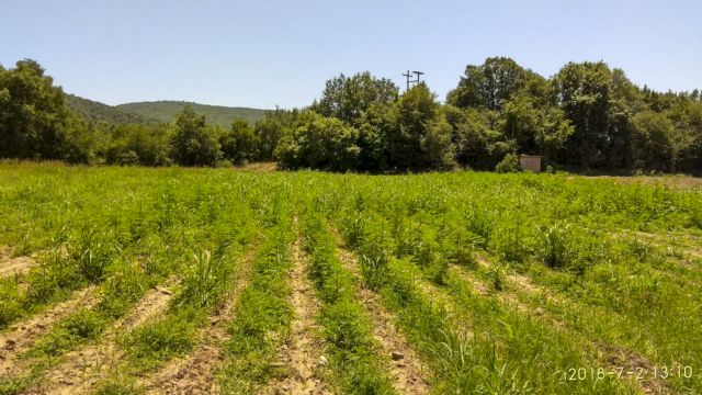 Βοιωτία: Εντοπίστηκαν δύο φυτείες με χιλιάδες δενδρύλλια κάνναβης