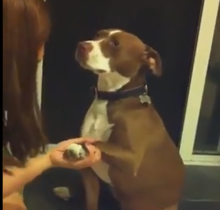 Σπαρταριστό: Σκύλος προσποιείται λιποθυμία για να μην του κόψουν τα νύχια