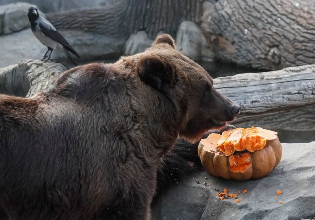 Και οι ένοικοι του ζωολογικού κήπου του Κιέβου γιόρτασαν το Halloween