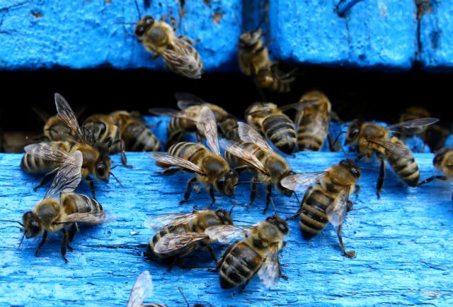 Mega : Οι μέλισσες εκπέμπουν SOS για την κλιματική αλλαγή
