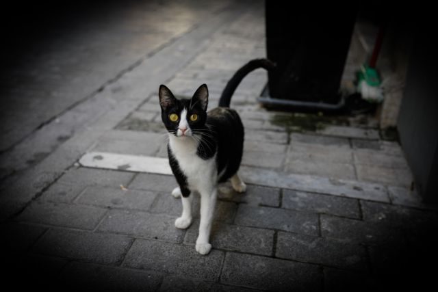 Κοροναϊός : «Προσοχή στις γάτες» σύμφωνα με έρευνα κινέζων επιστημόνων