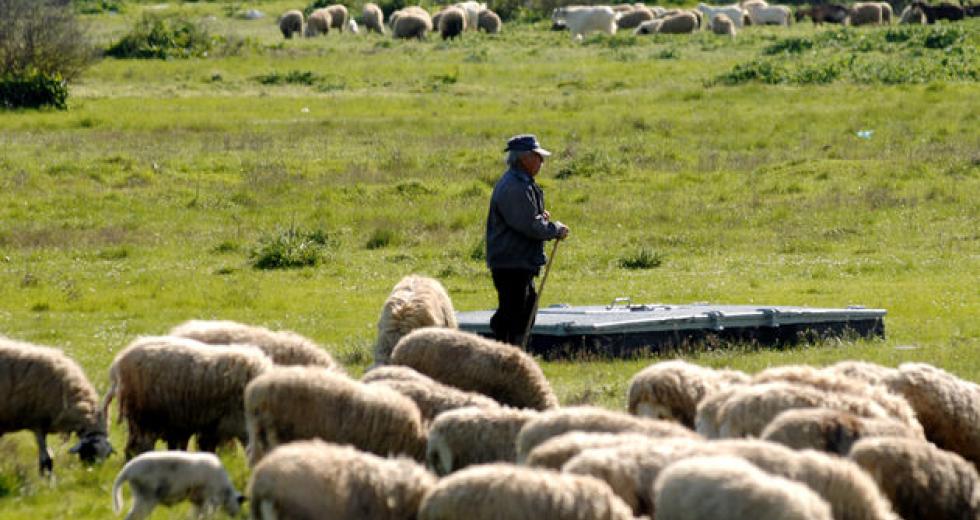 Ενίσχυση €31 εκατ. σε κτηνοτρόφους που επλήγησαν από τον κορωνοϊό