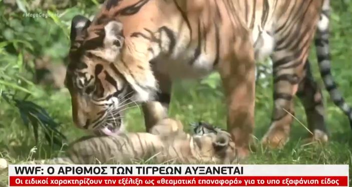 Αυξάνεται ο αριθμός των τίγρεων σύμφωνα με το WWF