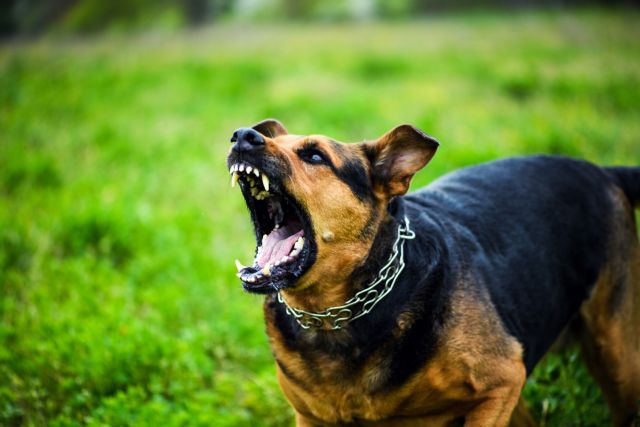 Επίθεση από αγέλη σκύλων σε 17χρονη – Τη δάγκωσαν 58 φορές