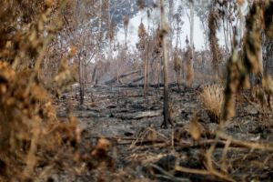 Κίνδυνος κατάρρευσης για τα οικοσυστήματα στο ένα πέμπτο των κρατών του πλανήτη