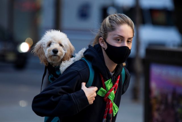 Κοροναϊός : Οι σκύλοι μπορούν να μυρίσουν την Covid-19 – Ισως χρησιμοποιηθούν ως… ανιχνευτές του ιού