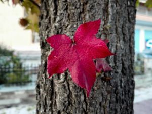 Τα φύλλα των δέντρων πέφτουν νωρίτερα το φθινόπωρο λόγω της κλιματικής αλλαγής