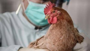 Καταγράφηκε το πρώτο περιστατικό ανθρώπινης μόλυνσης με την γρίπη των πτηνών AH5N8
