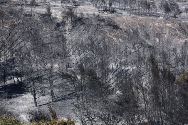 Φωτιά σε Κορινθία και Δ. Αττική: Η αποτύπωση της τεράστιας οικολογικής καταστροφής
