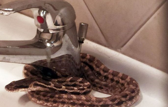 Λαμία: Φίδι μεγαλύτερο από ένα μέτρο περίμενε στον νιπτήρα να ανοίξει κάποιος τη βρύση!