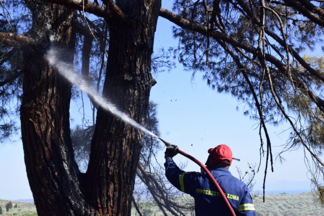 Φωτιά στην Ολυμπία – Εκκενώνονται οι κοινότητες Πουρνάρι και Ηράκλεια