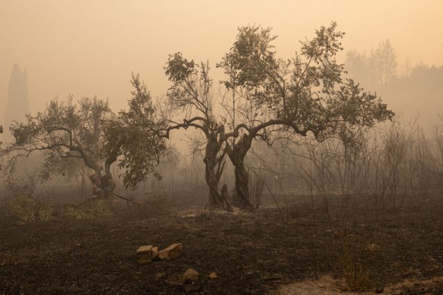 Φωτιές – Απαλλάσσονται από τον ΕΝΦΙΑ και τα αγροτεμάχια που καταστράφηκαν από τις πυρκαγιές