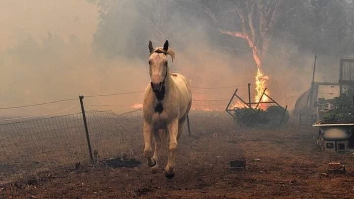Φωτιά στη Βαρυμπόμπη – Τεράστια κινητοποίηση για τη διάσωση των ζώων