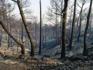 Φωτιές στην Αττική – Προς κάθε κατεύθυνση η εισαγγελική έρευνα – Τι εξετάζεται