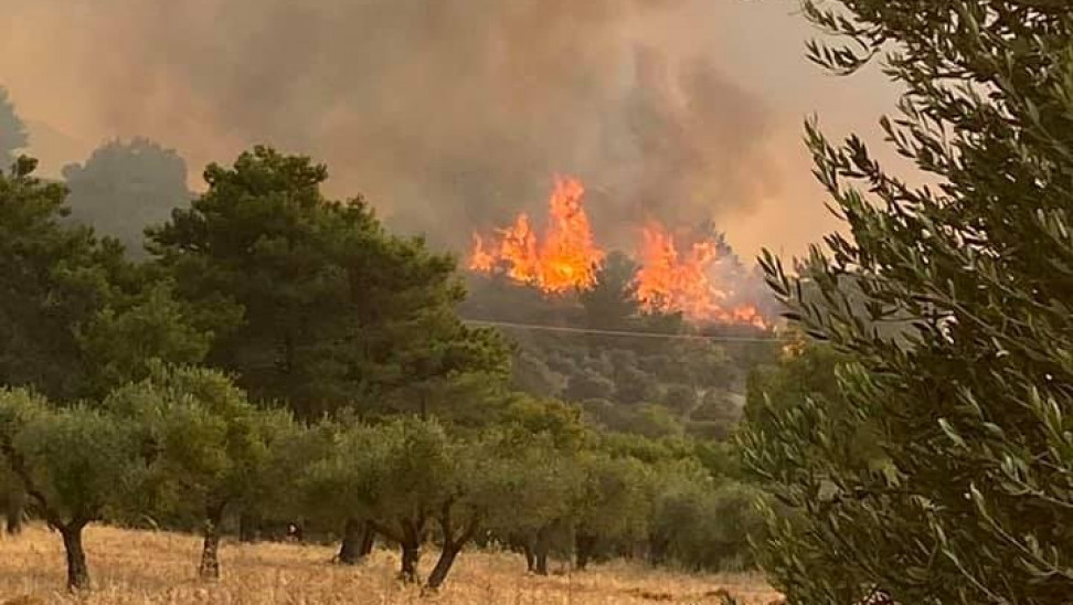 Φθιώτιδα – Ελεύθερος με περιοριστικούς όρους ο 14χρονος που κατηγορείται για τους εμπρησμούς στον Θεολόγο