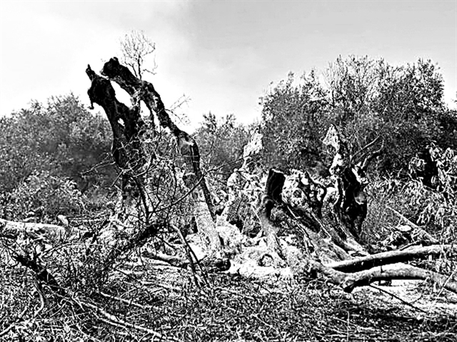 Οι νύχτες μέσα μας βλασταίνουν φύλλα και κλαδιά