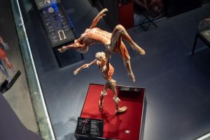 BODY WORLDS : Η μοναδική έκθεση πραγματικών ανθρωπίνων σωμάτων στην Αθήνα