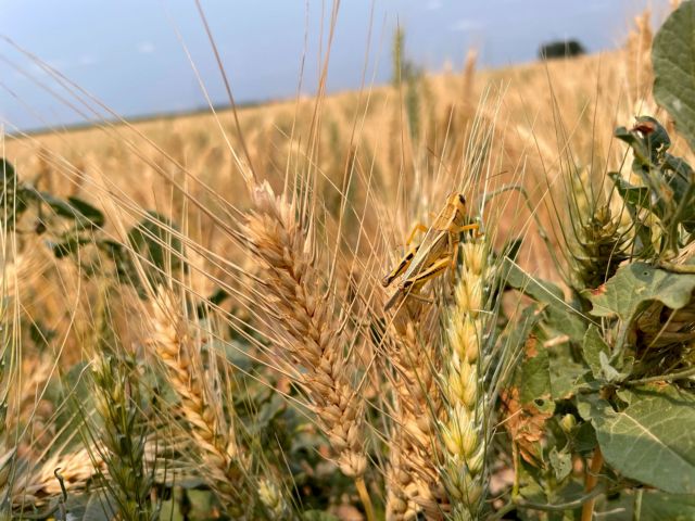 Νέες εκτιμήσεις για ακόμη μεγαλύτερη πτώση των εξαγωγών σιτηρών