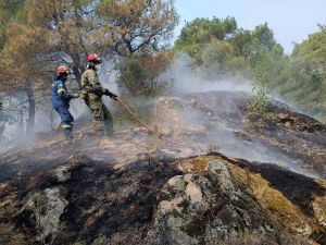 Ζητούνται εξηγήσεις για την καταστροφή του πολύτιμου δάσους