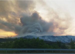 Πύρινη κόλαση στον Εβρο: Χάνεται το μοναδικό στον κόσμο δάσος της Δαδιάς με τα σπάνια είδη