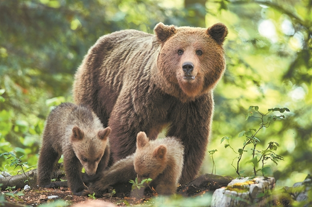 «Πρέπει να επικηρυχθούν οι δολοφόνοι των αρκούδων»