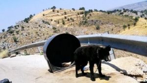 Χανιά: Είχε το σκύλο δεμένο σε ένα βαρέλι, χωρίς τροφή και νερό