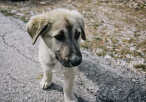 Συνελήφθη άνδρας που έριχνε φόλες σε αδέσποτα ζώα στη Θεσπρωτία