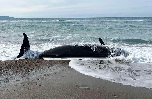 Νεκρές φάλαινες στις ακτές της Πάφου – Πιθανή αιτία οι σεισμοί στην Τουρκία