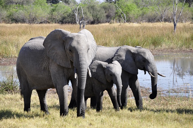 Ελέφαντες: Η μόνιμη βλάβη που αποκτούν όταν κουβαλούν τουρίστες
