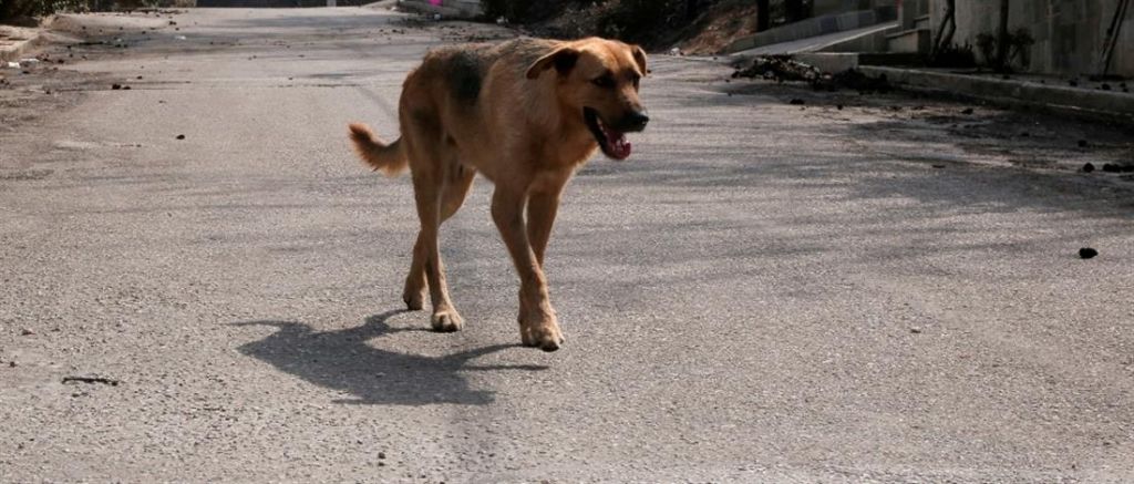 Πήγε να προστατεύσει το παιδί του από επίπθεση σκύλου και τον πήγαν αυτόφωρο