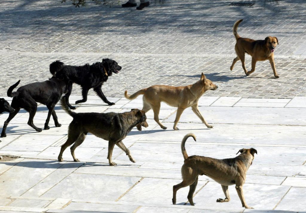 Αγέλη σκύλων τραυμάτισε γυναίκα που έκανε τζόκινγκ