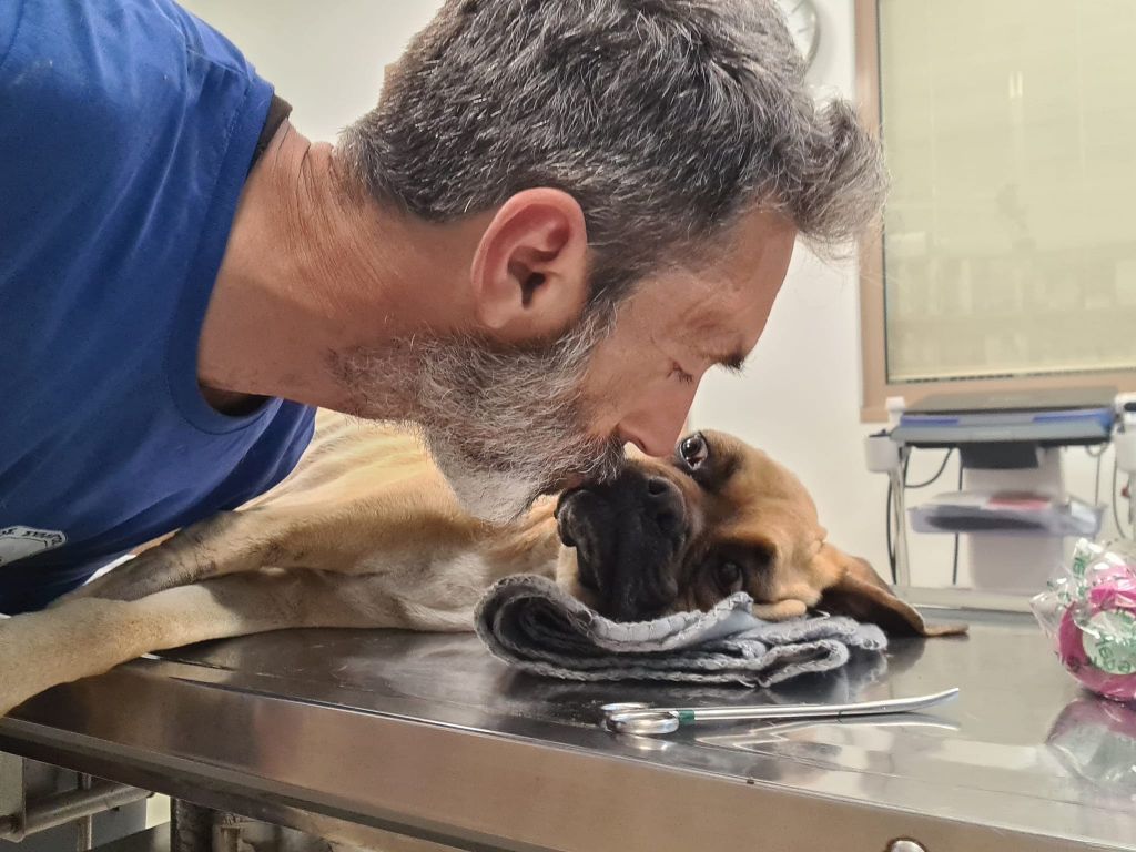Σκύλος: Δεν τα κατάφερε η Νίκη, το σκελετωμένο Boxer που βρέθηκε στη Ζαχάρω