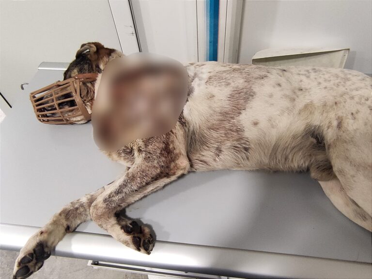 Σκύλος: Πυροβόλησαν τον «αγαθό γίγαντα» της Αργαλαστής