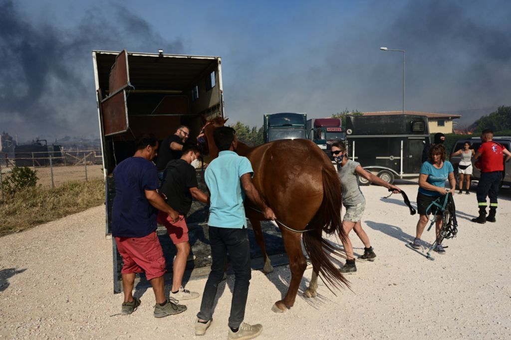 Φωτιά στον Κουβαρά: Η συγκλονιστική διάσωση αλόγων κάνει τον γύρο του κόσμου – Μέσω βίντεο του Reuters