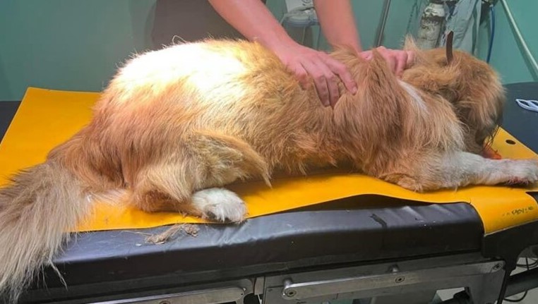 Συνελήφθη οδηγός ταξί για τραυματισμό και εγκατάλειψη σκύλου στην Κέρκυρα