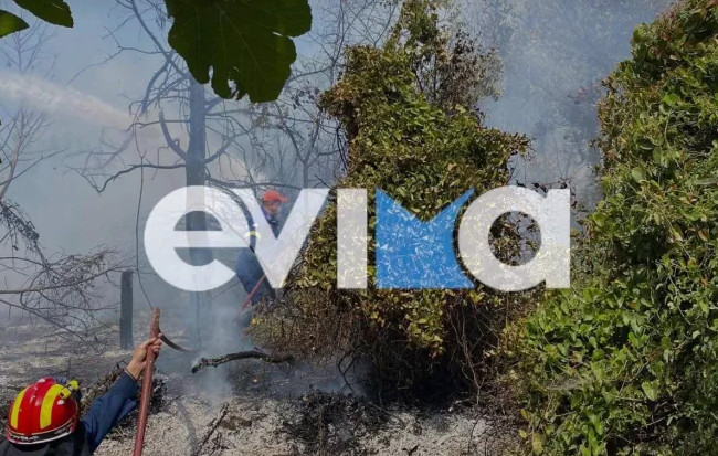 Εύβοια: Φωτιά τώρα στην Κύμη – Κοντά στα σπίτια οι φλόγες