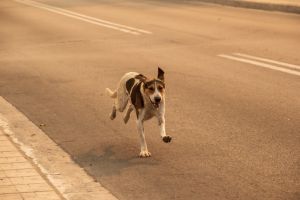 Πανικός από τις εκρήξεις στη Νέα Αγχίαλο – Με τα σκυλάκια τους στα χέρια έφυγαν οι κάτοικοι