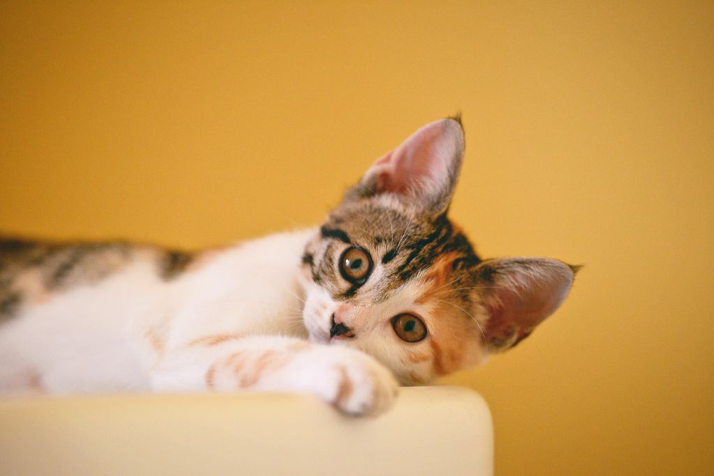 Απίστευτη κτηνωδία: Εστιάτορας κλώτσησε έγκυο γάτα