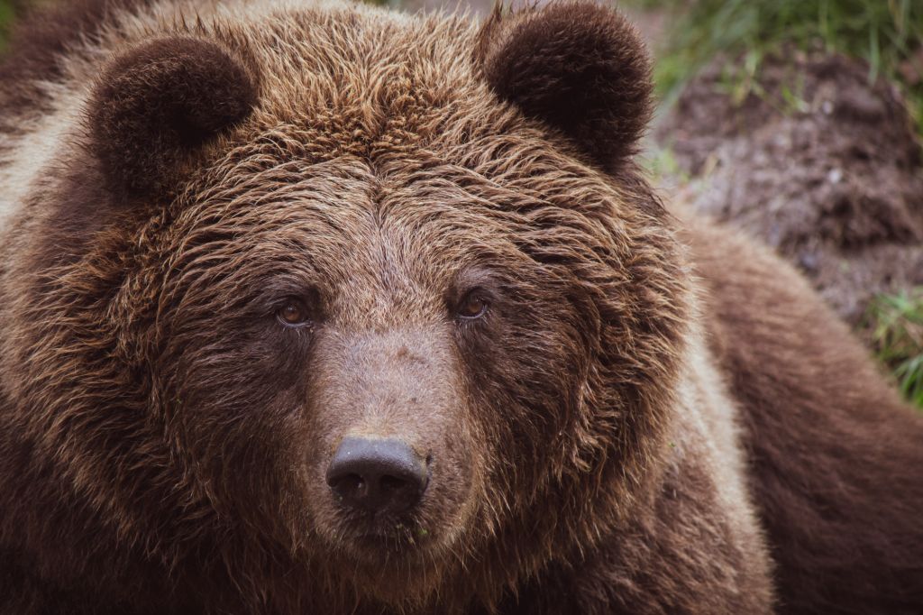 Ντουμπάι: Αρκούδα έσπειρε τον πανικό όταν δραπέτευσε από το κλουβί της στον χώρο των αποσκευών