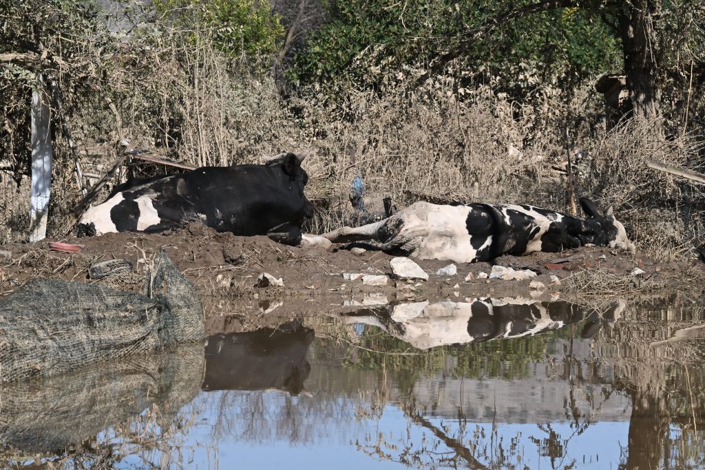 Όσα ζώα σώθηκαν από πνιγμό θα πεθάνουν από ασιτία, λένε κτηνοτρόφοι