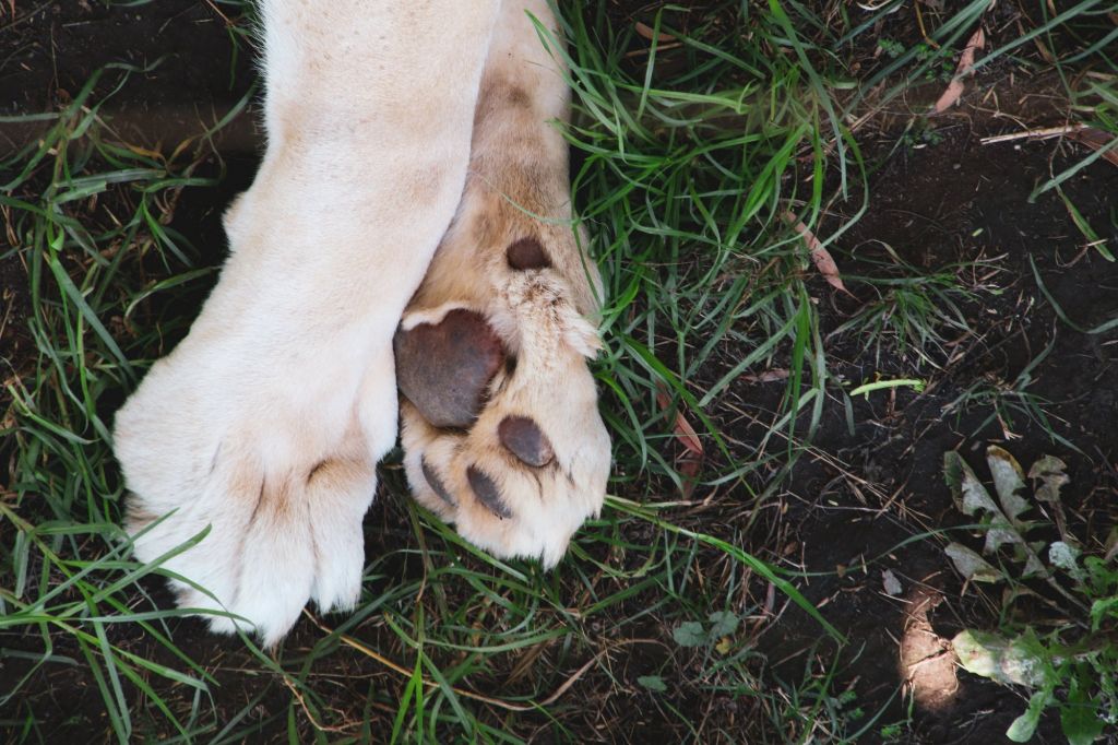 Απίστευτη κτηνωδία: Έριξαν στην πλάτη σκύλου καυστικό υγρό