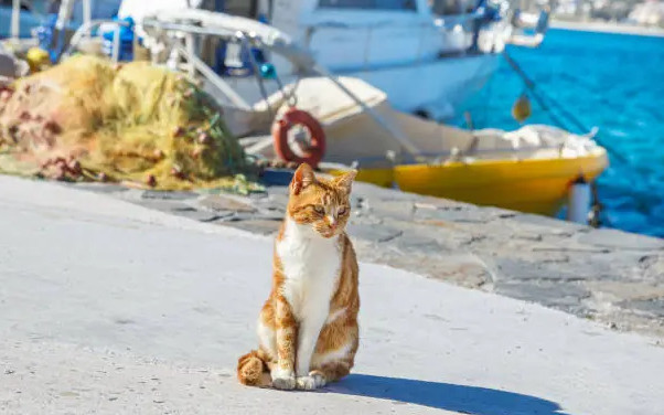 Υδρα: Συνελήφθη 25χρονος για κακοποίηση γάτας στο λιμάνι