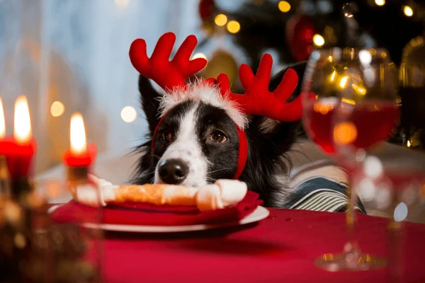 Τι δεν πρέπει να δώσουμε στον σκύλο μας από το χριστουγεννιάτικο τραπέζι