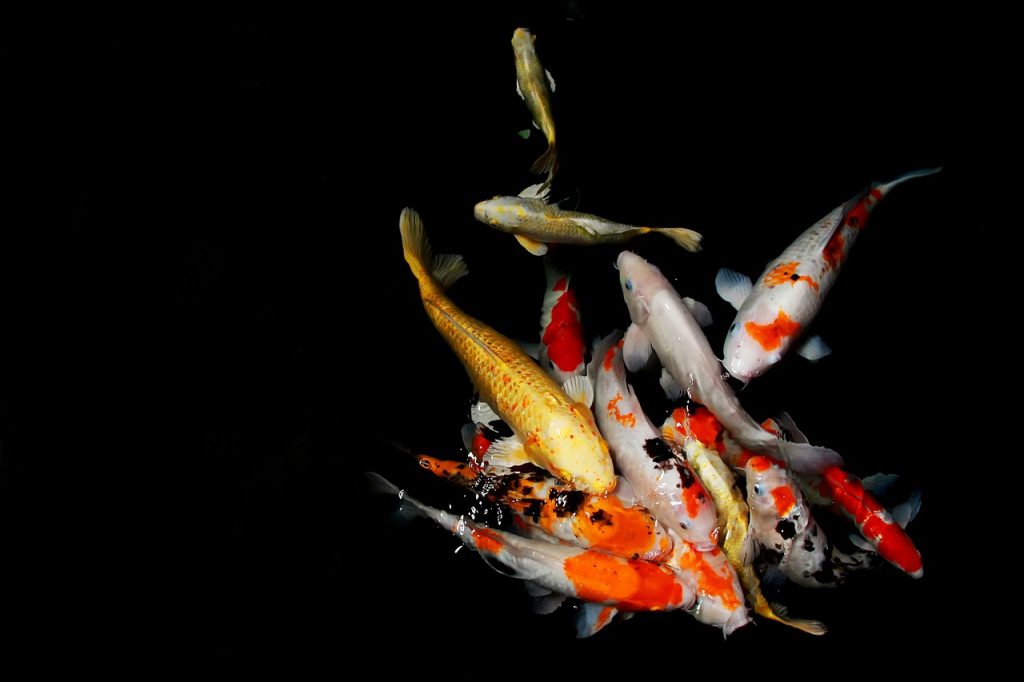 Ψάρια κάνουν θορυβώδες σεξ και… δεν αφήνουν τους κατοίκους της Φλόριντα να κοιμηθούν