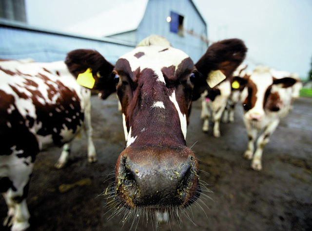 Δανία: φόρος άνθρακα στους κτηνοτρόφους