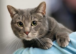 Γάτες: Το πιο παρεξηγημένο ζώο – Γιατί έχει τόσες προσδοκίες από αυτές ο άνθρωπος;