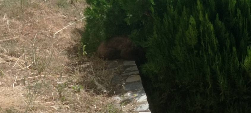 Καστοριά: Αρκουδάκι εγκλωβίστηκε σε προαύλιο χώρο ξενοδοχείου – Πώς σώθηκε