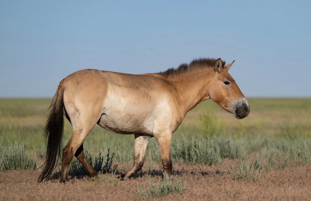 Τα τελευταία άγρια άλογα επιστρέφουν στις στέπες του Καζακστάν μετά από απουσία δύο αιώνων